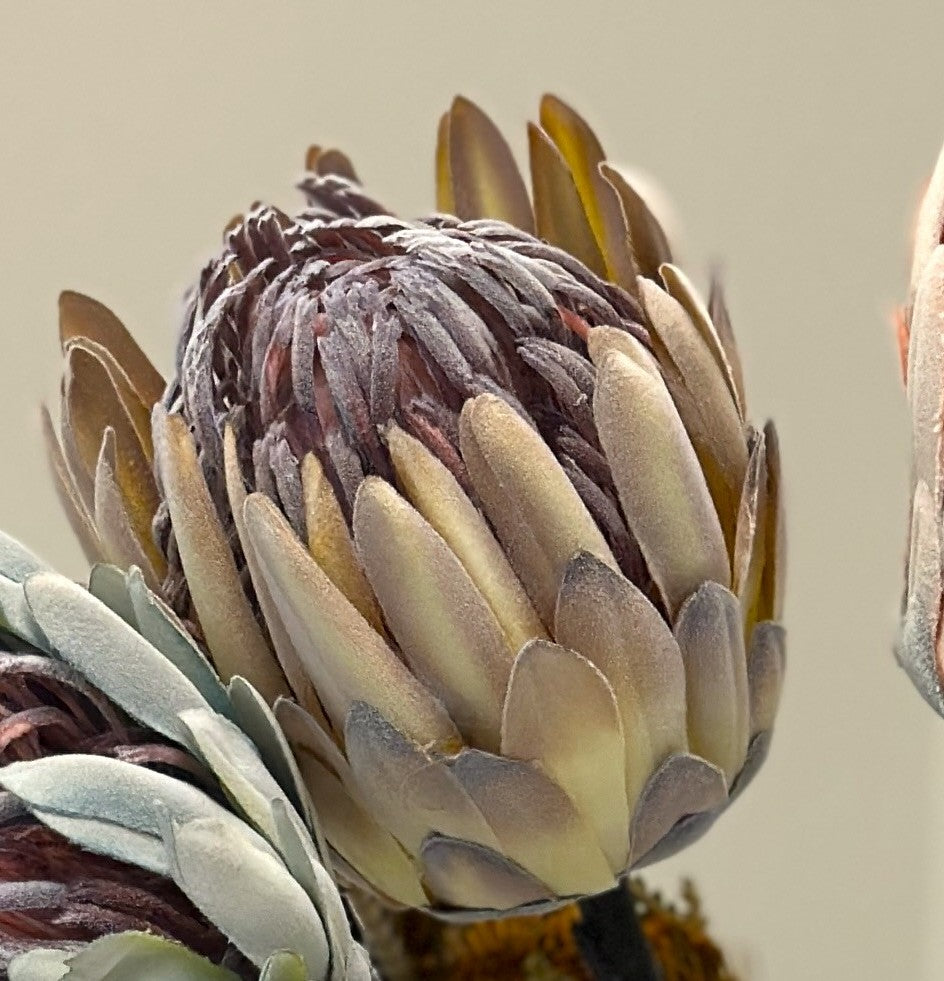 Close view of the creamy white king protea bloom with muted green petals