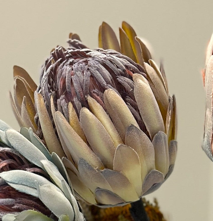 Close view of the creamy white king protea bloom with muted green petals