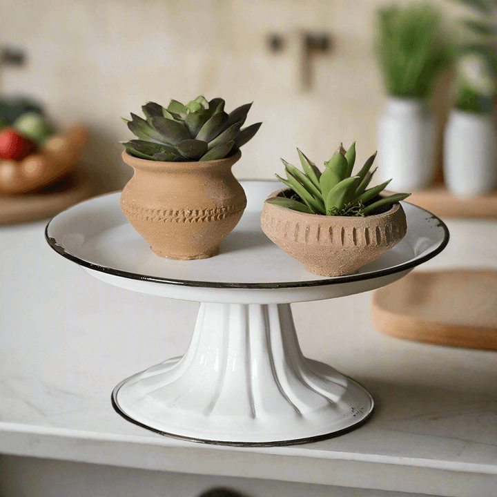 Small white vintage pedestal cake stand with black trim, featuring potted succulents for a charming farmhouse display.