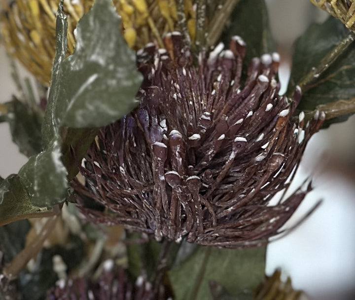 Close view of the purple pincushion protea bloom and muted green leaves
