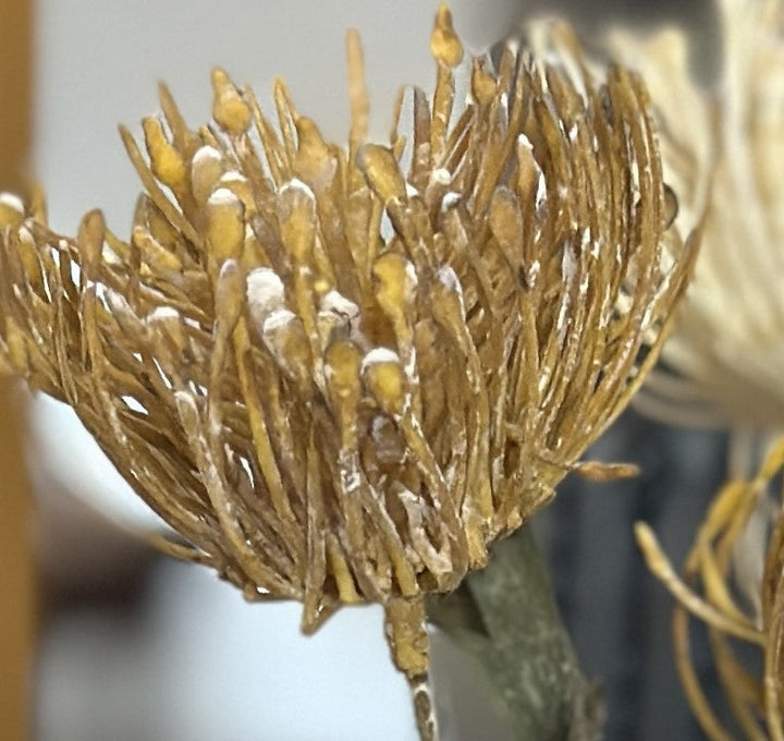 Close view of the golden yellow pincushion protea bloom