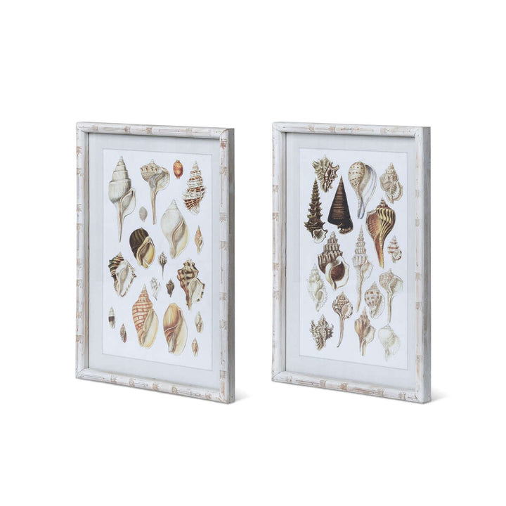 Vintage Coastal Seashell Prints with Whitewashed Frames (Set of 2), featuring murex shells in cream, tan, beige, and brown tones.