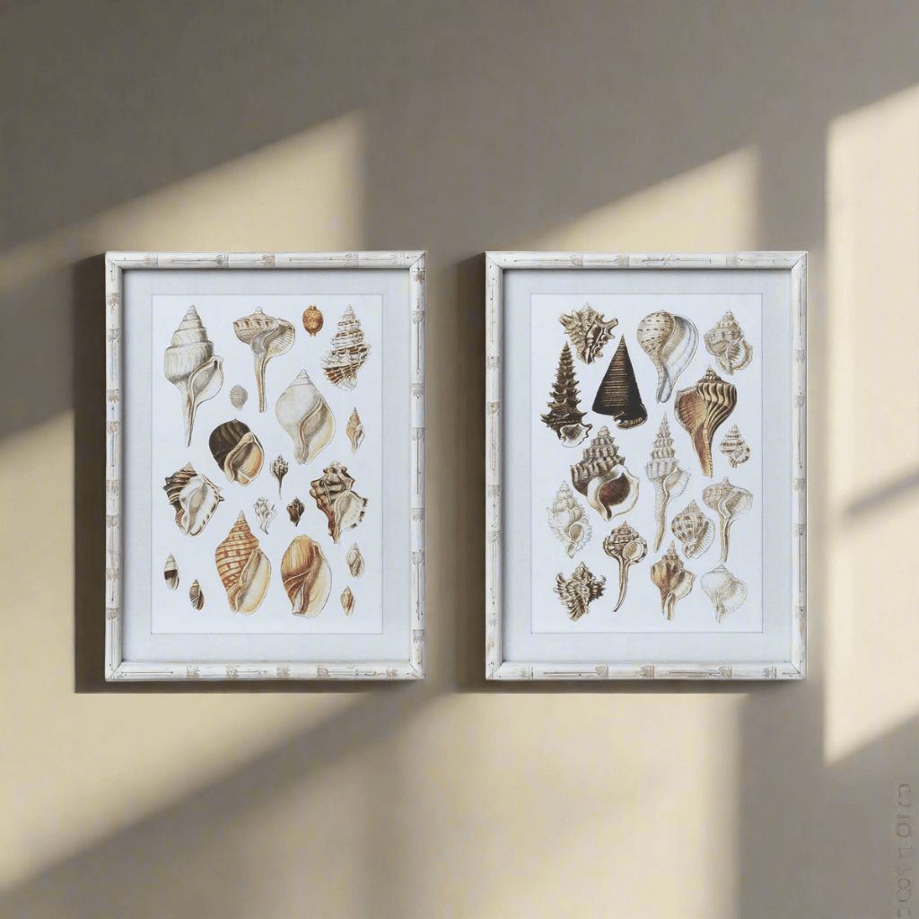 Vintage Coastal Seashell Prints with Whitewashed Frames (Set of 2) featuring murex shells in distressed wood frames against a neutral backdrop.