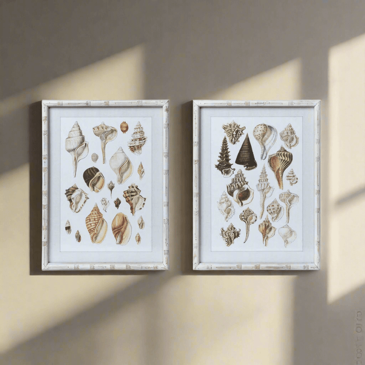 Vintage Coastal Seashell Prints with Whitewashed Frames (Set of 2) featuring murex shells in distressed wood frames against a neutral backdrop.