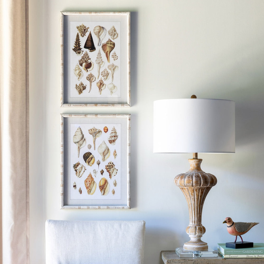 Vintage Coastal Seashell Prints with Whitewashed Frames (Set of 2) displayed on wall next to lamp and books in living room setting.