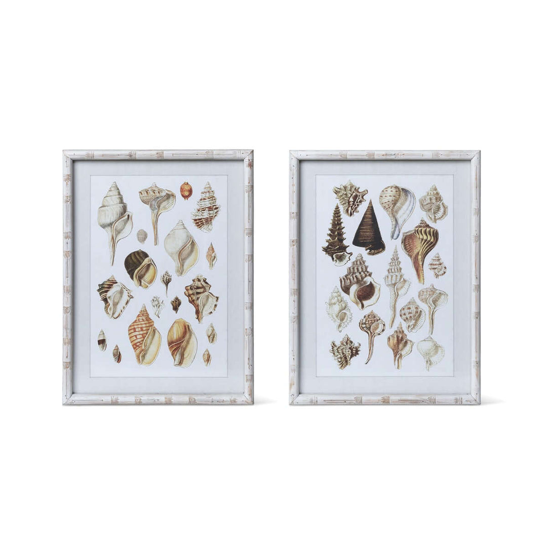 Vintage Coastal Seashell Prints with Whitewashed Frames (Set of 2) showcasing murex shells in distressed wood frames.