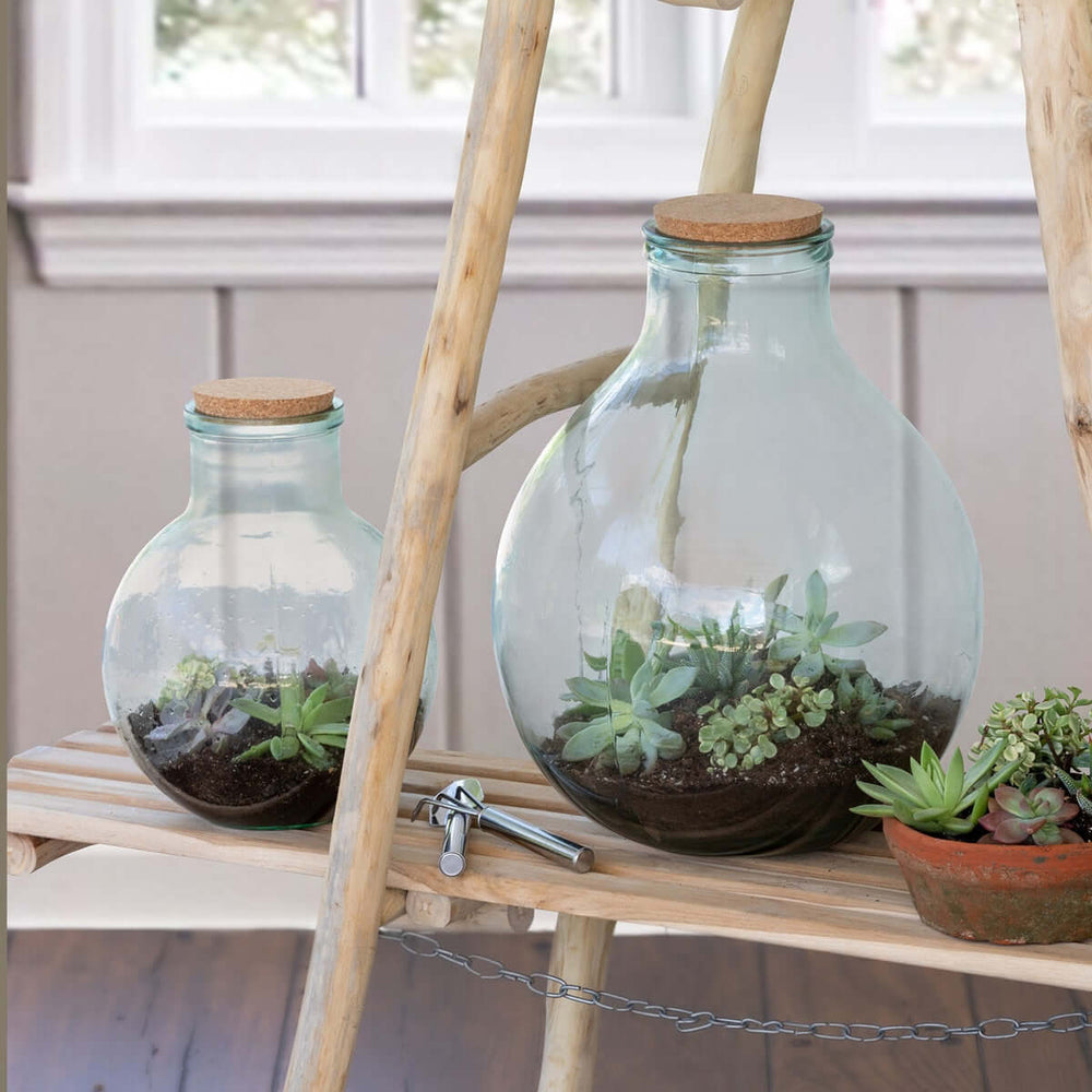 Vintage Glass Terrarium with Cork Lid and Garden Tools on wooden shelf with succulents