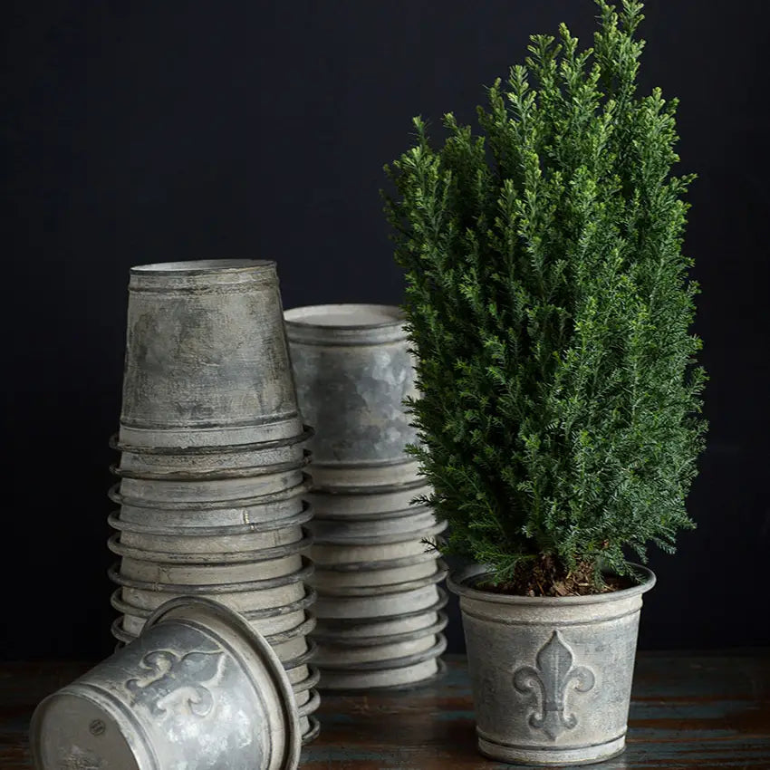 Zinc fleur-de-lis flower pot planted with a compact evergreen